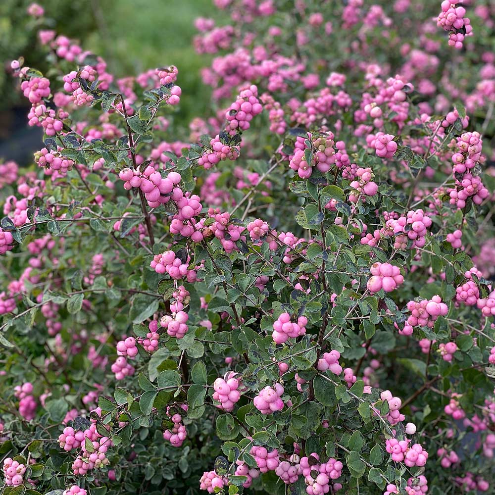 Proud Berry® Coralberry (Symphoricarpos 'Proud Berry') - QT
