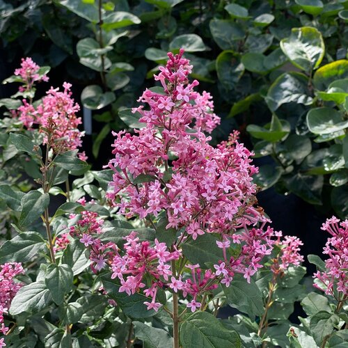 Bloomerang Ballet® Reblooming Lilac (Syringa 'SMNSPH' BLOOMERANG BALLET) - 3 gallon 15"