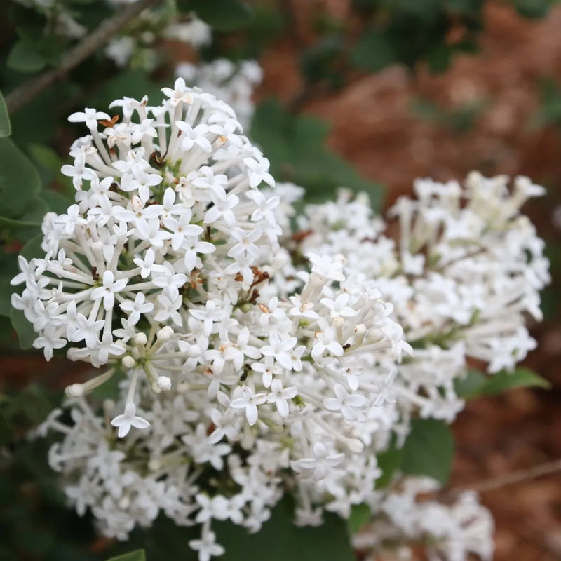 Bloomerang® Showmound Lilac (Syringa x 'Bloomerang Showmound') - QT
