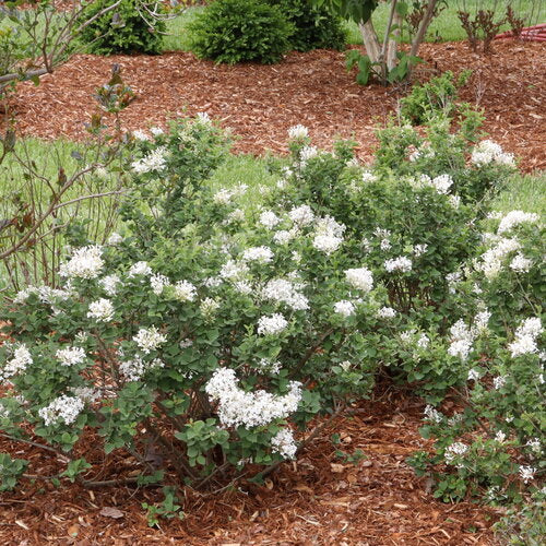 Bloomerang® Showmound Lilac (Syringa x 'Bloomerang Showmound') - QT