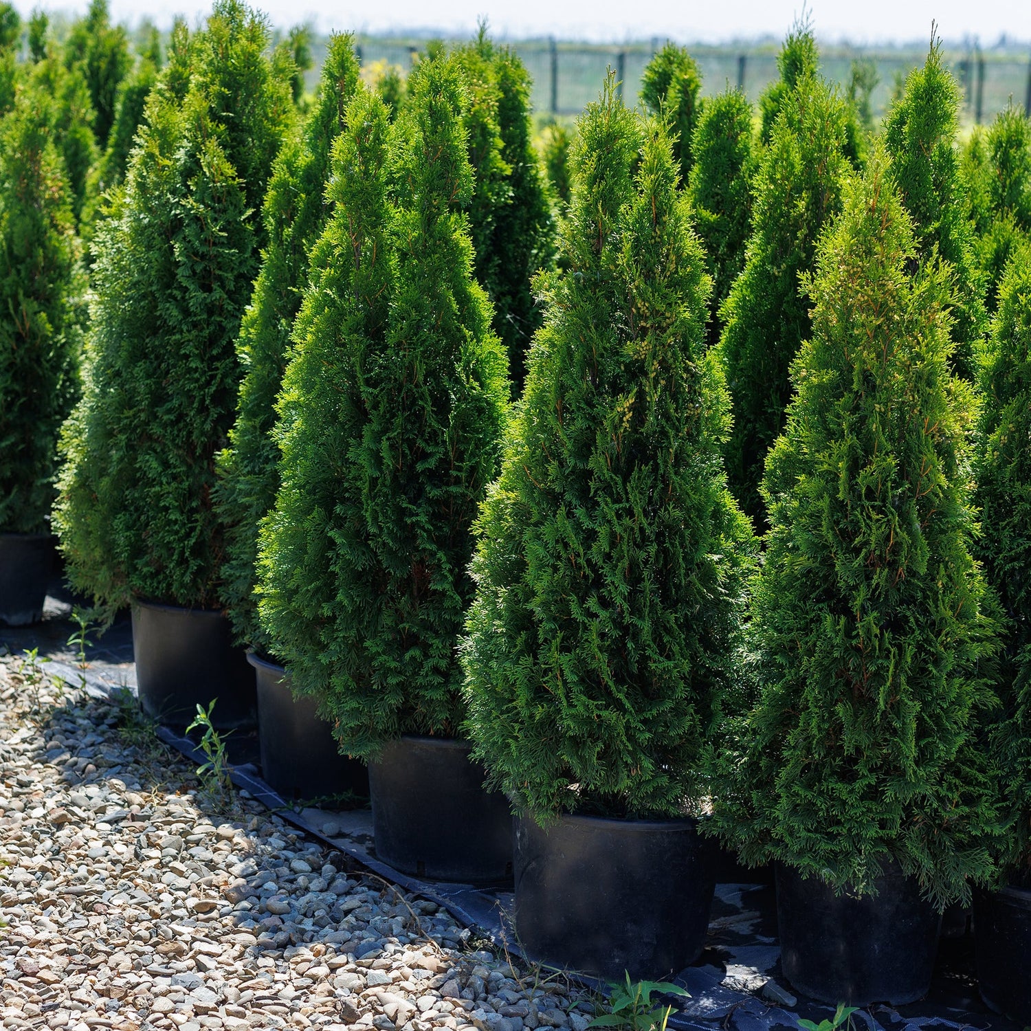 THUJA OCC. EMERALD PETITE  G3 18"