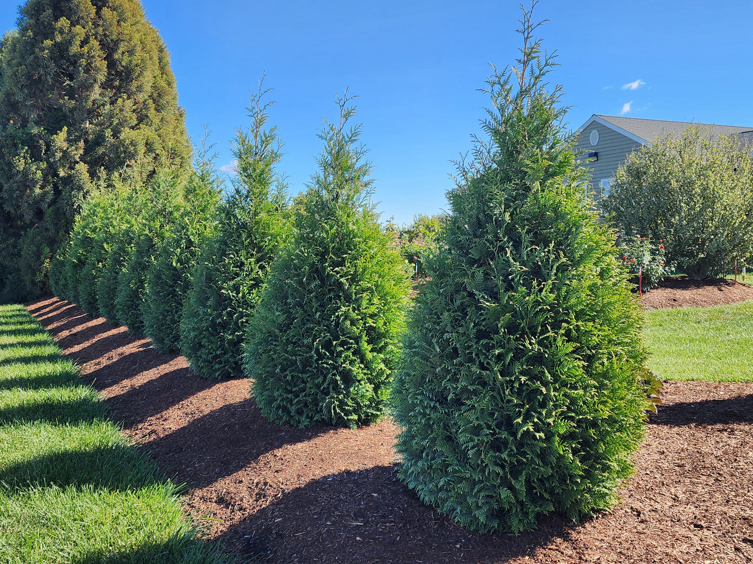 THUJA X. 'JUNIOR GIANT'  G3 24"