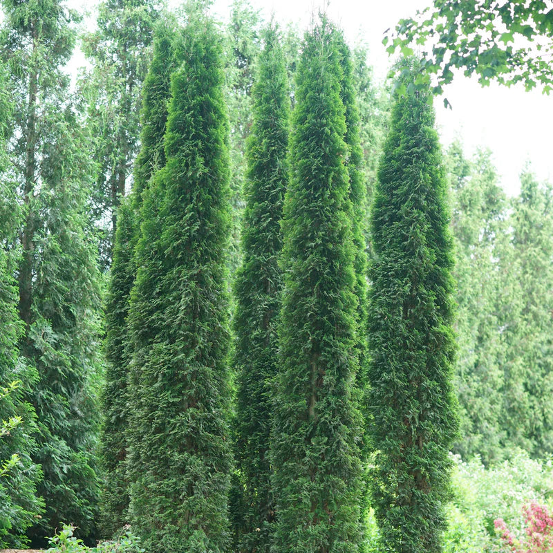 THIN MAN® Arborvitae (Thuja occidentalis 'Thin Man') - 3 gallon 48"