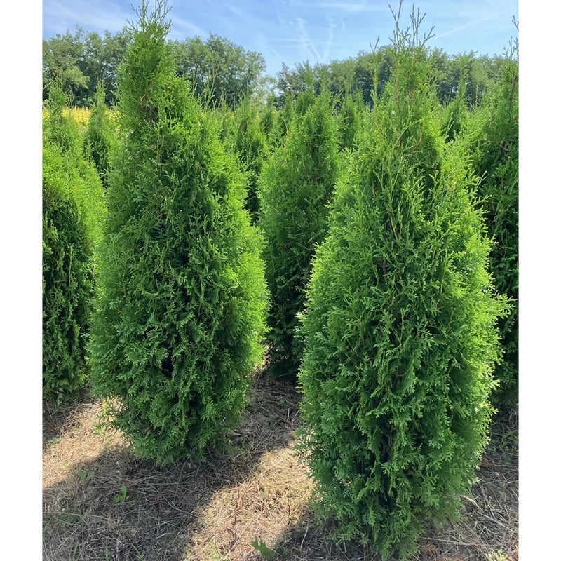 Private Jet™ Arborvitae (Thuja occidentalis 'King of Brabant') - 1 gallon