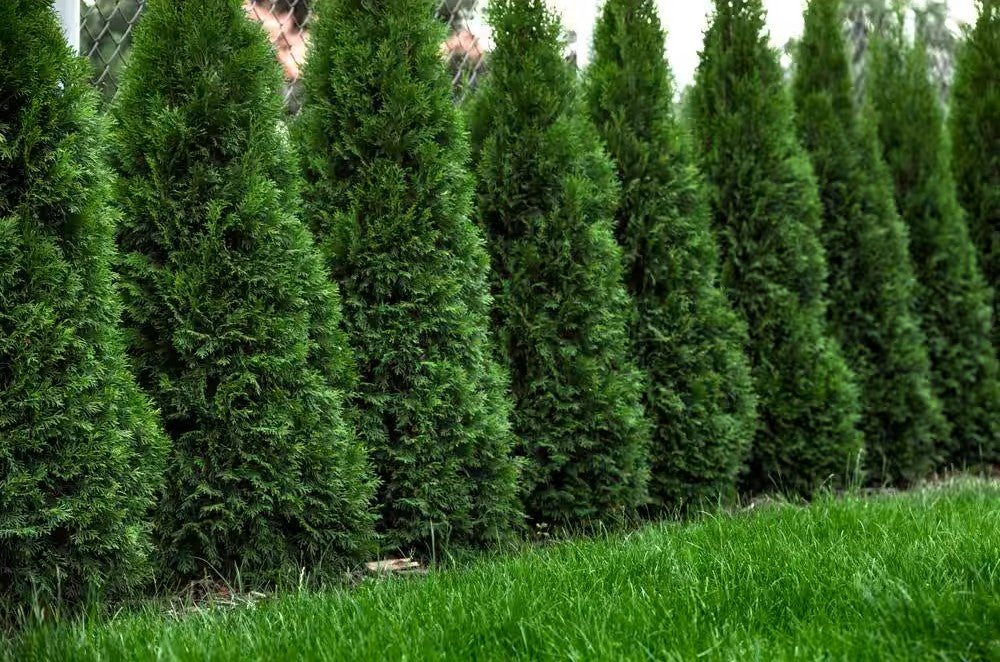 Northern Spire Western Arborvitae (THUJA PLICATA NORTHERN SPIRE) - 2 gallon 15"