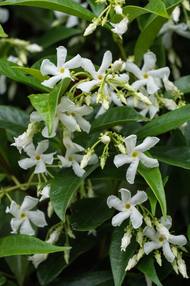 Confederate Jasmine (Trachelospermum jasminoides) - QT