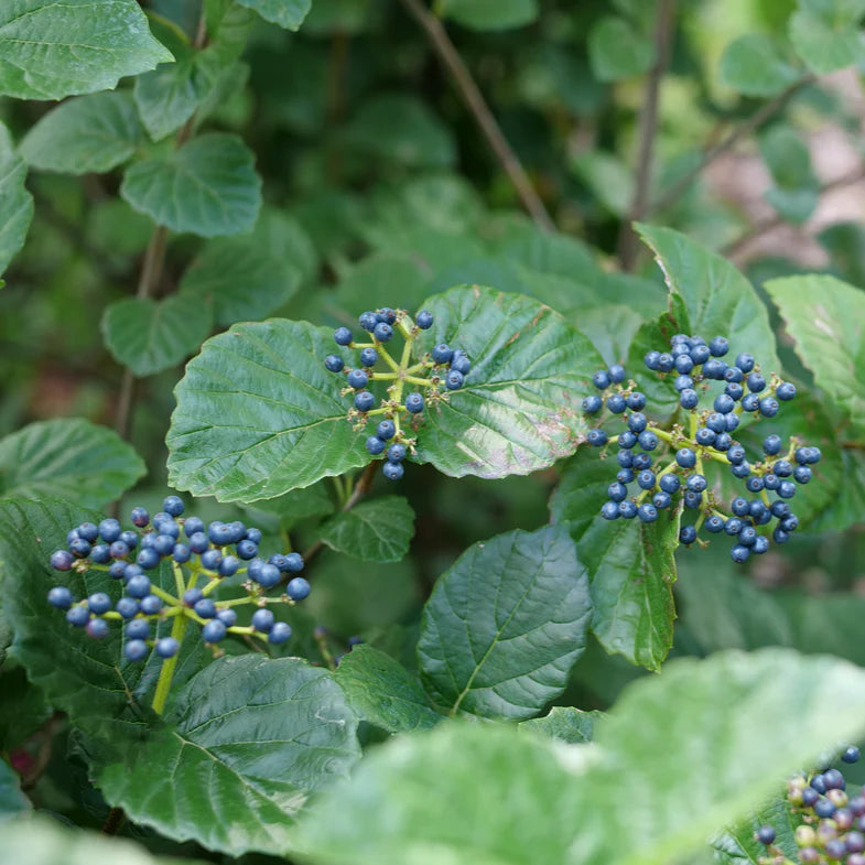 Glitters & Glows® Arrowwood Viburnum (Viburnum dentatum 'Glitters and Glows') - QT