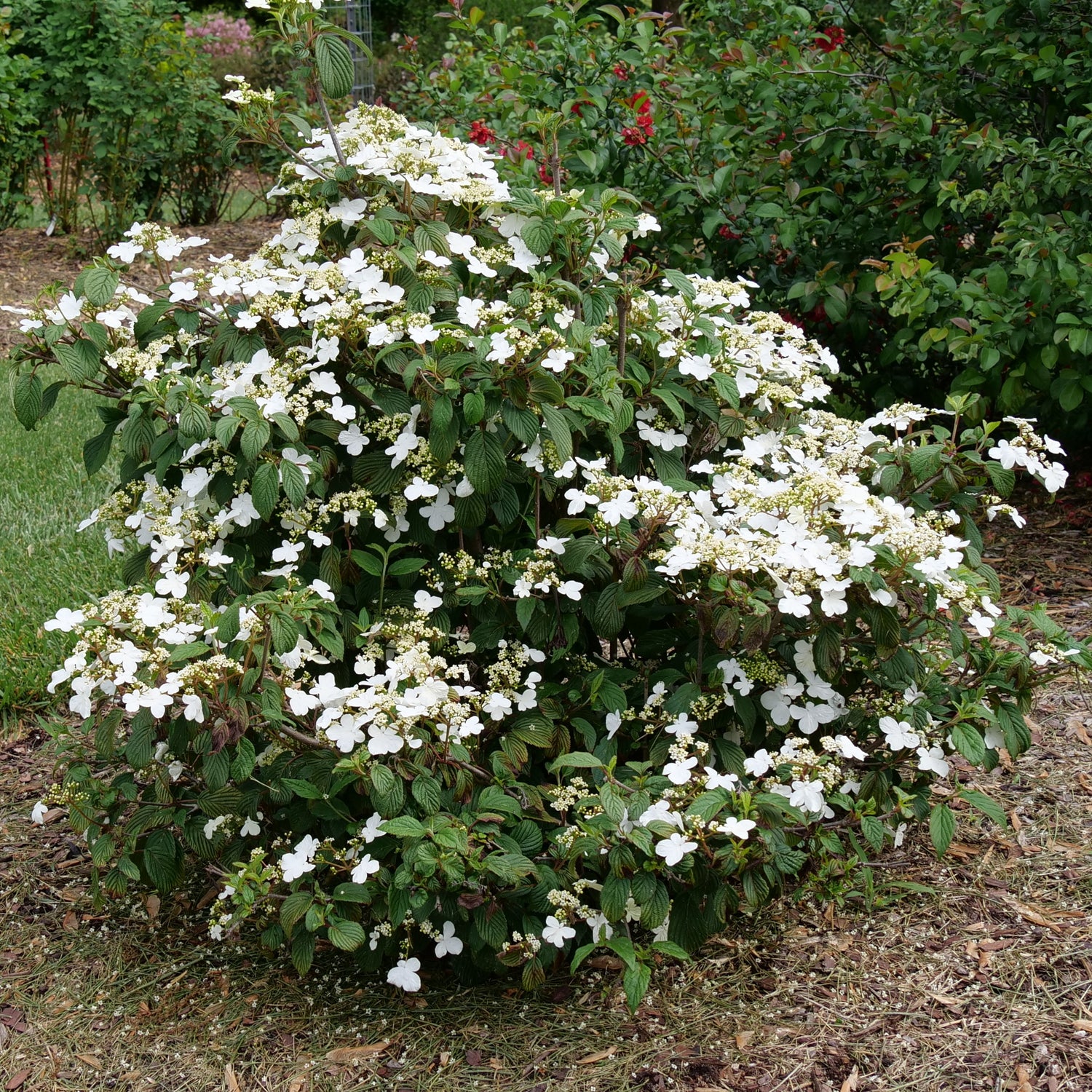 Steady Eddy® Viburnum (VIBURNUM TOM STEADY EDDY) - QT
