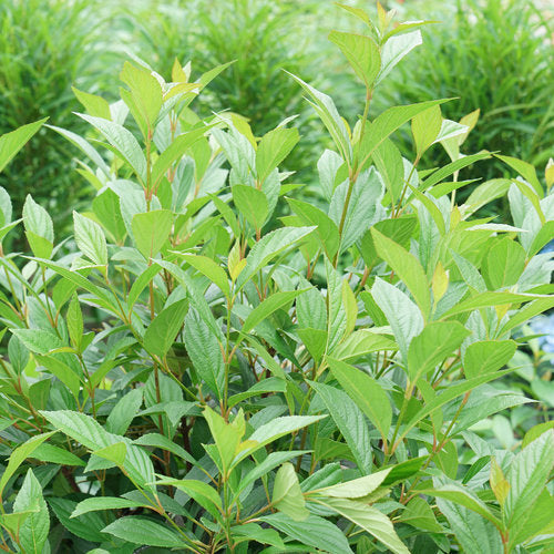 Sweet Talker® Viburnum (VIBURNUM X SWEET TALKER) - QT