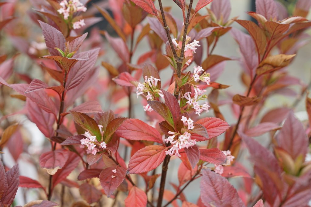 Sweet Talker® Viburnum (VIBURNUM X SWEET TALKER) - QT