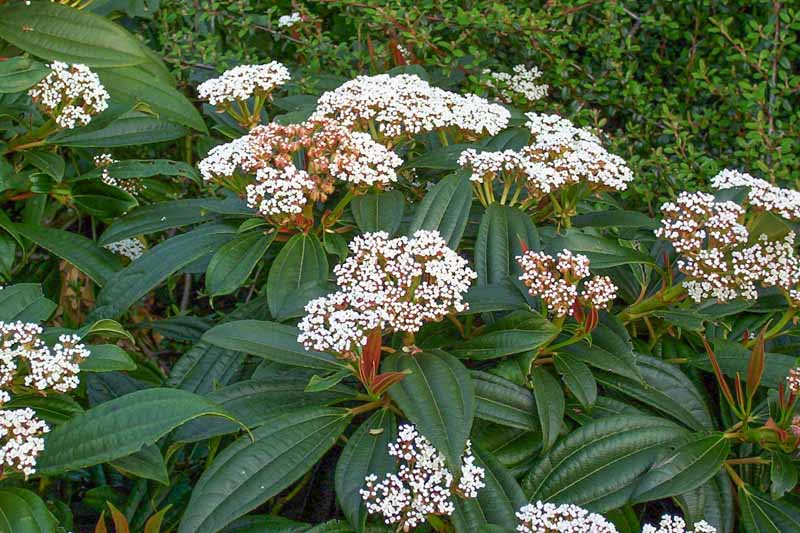 David Viburnum (VIBURNUM DAVIDII) - 2 gallon