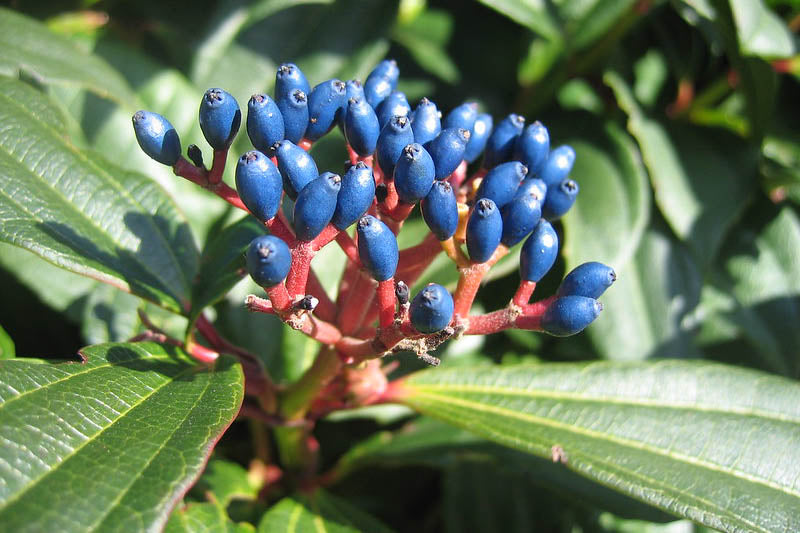 David Viburnum (VIBURNUM DAVIDII) - 2 gallon