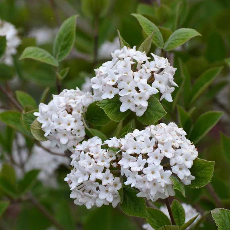 Spice Baby® Koreanspice Viburnum (Viburnum carlesii 'Spice Baby') - QT