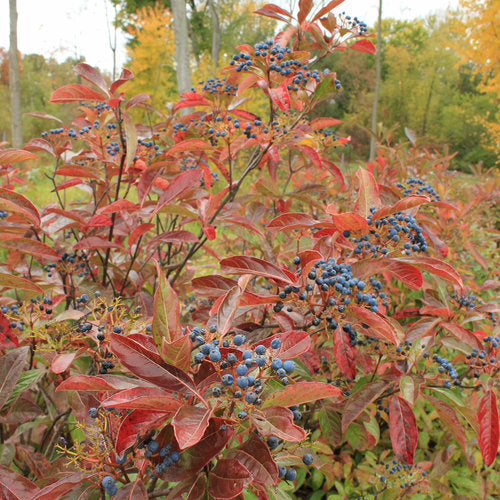 Brandywine™ Viburnum (Viburnum nudum 'Brandywine') - QT