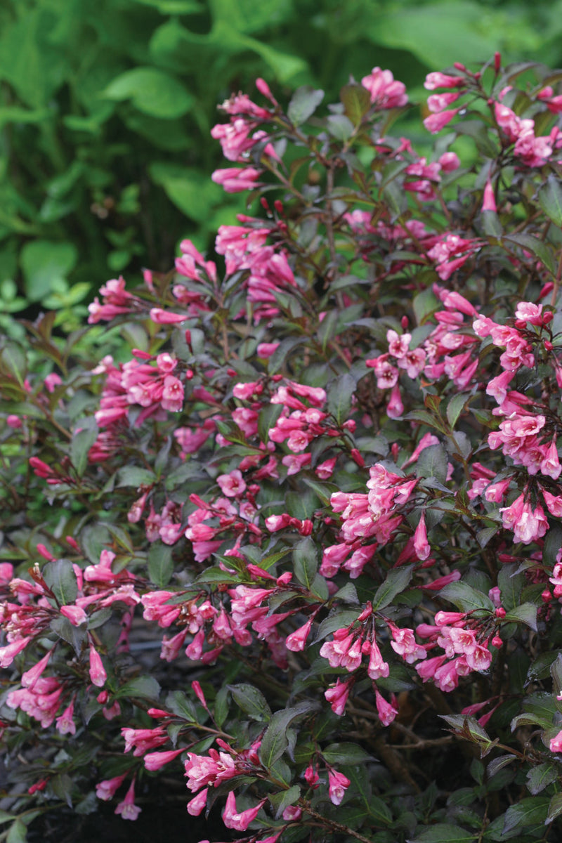 Very Fine Wine® Weigela (Weigela florida 'Very Fine Wine') - QT