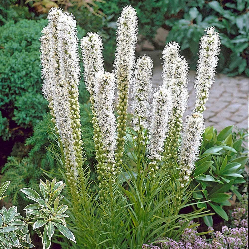 White Gayfeather (Liatris S '‘Alba’') - 1 gallon