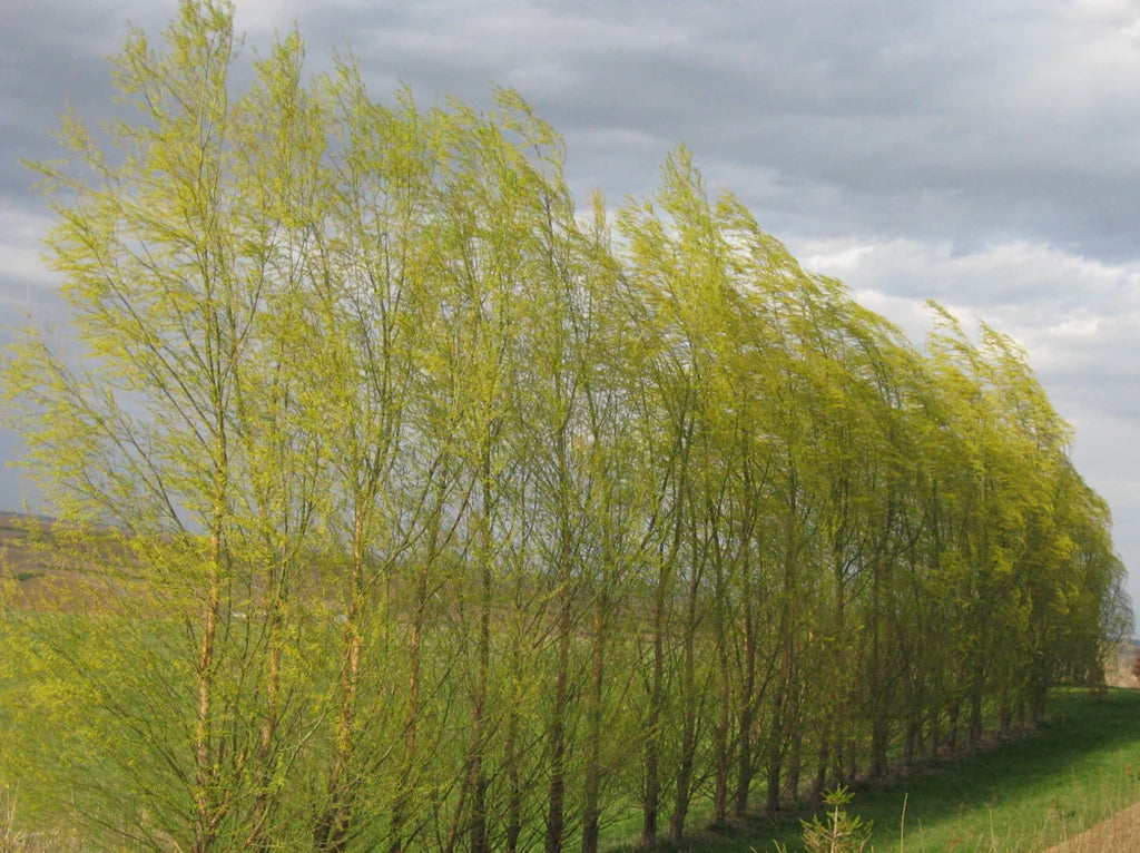 Willow Hybrid (Salix x 'Austree') - 1 gallon 36"
