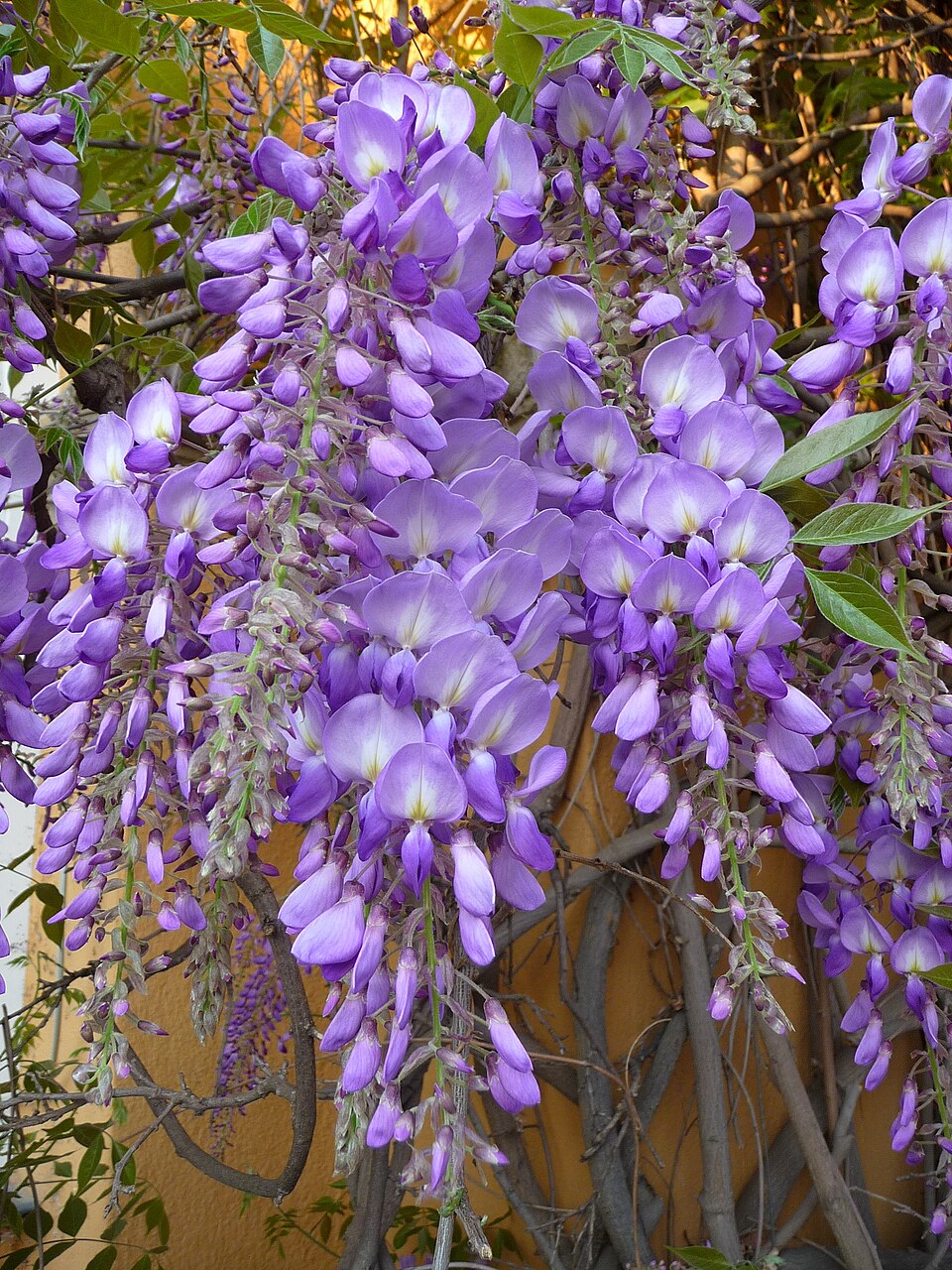 Chinese wisteria (Wisteria sinensis) - 3 gallon 36" TREE