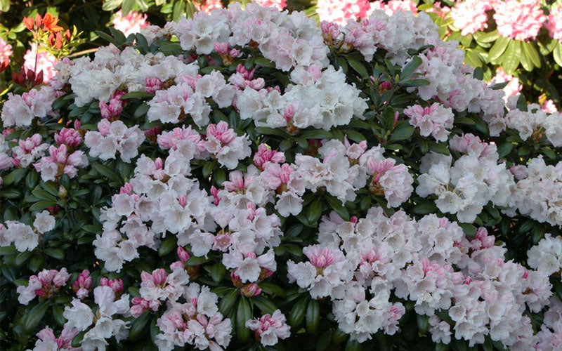 Yaku Princess Rhododendron (Rhododendron yak. Princess) - 1 gallon 6"
