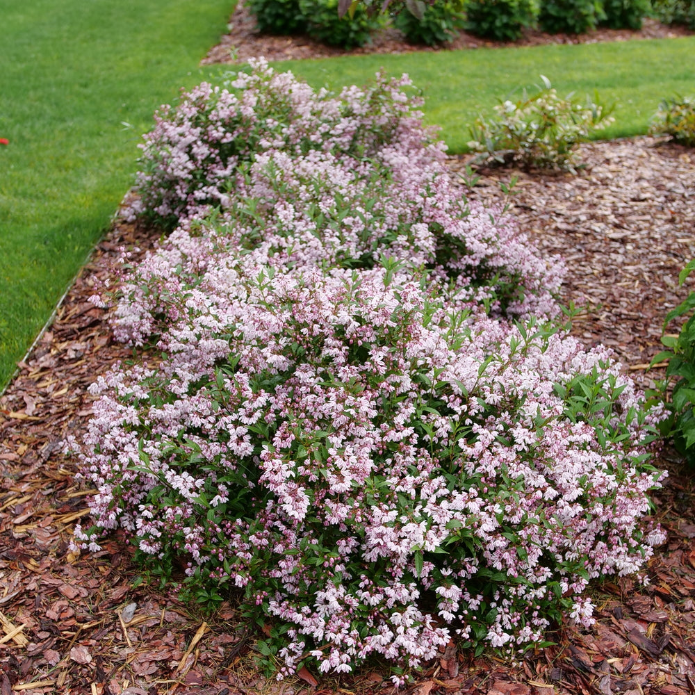 Yuki Kabuki™ Deutzia (Deutzia x ‘Yuki Kabuki’) - QT