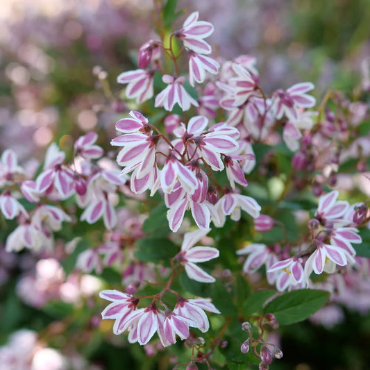 Yuki Kabuki™ Deutzia (Deutzia x ‘Yuki Kabuki’) - QT