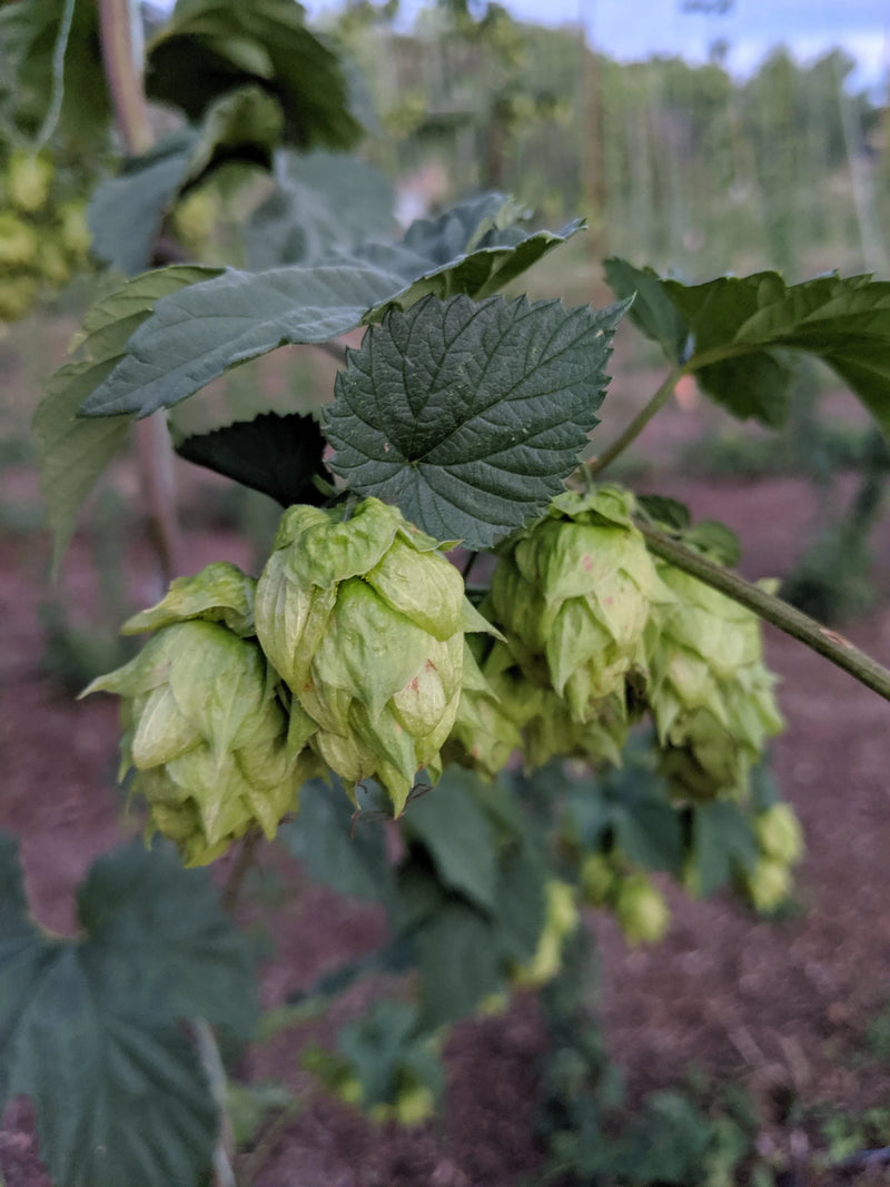 Zeus Hops (Humulus lupulus ‘Zeus’) - 1 gallon
