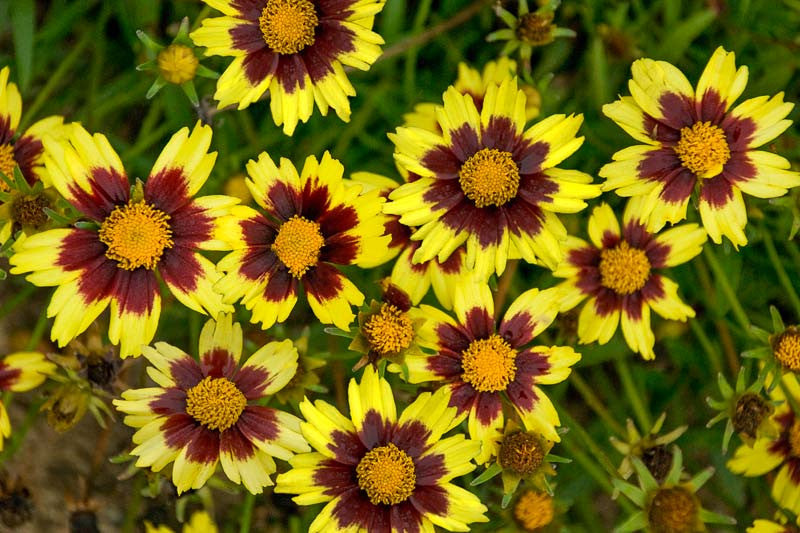 Big Bang™ Cosmic Eye Coreopsis (Coreopsis x 'Cosmic Eye') - 1 gallon