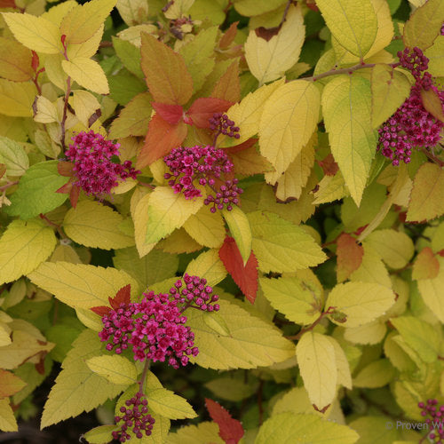 Double Play® Candy Corn® Spirea (Spiraea JAP 'Dbl Play Candy Corn') - 2 gallon