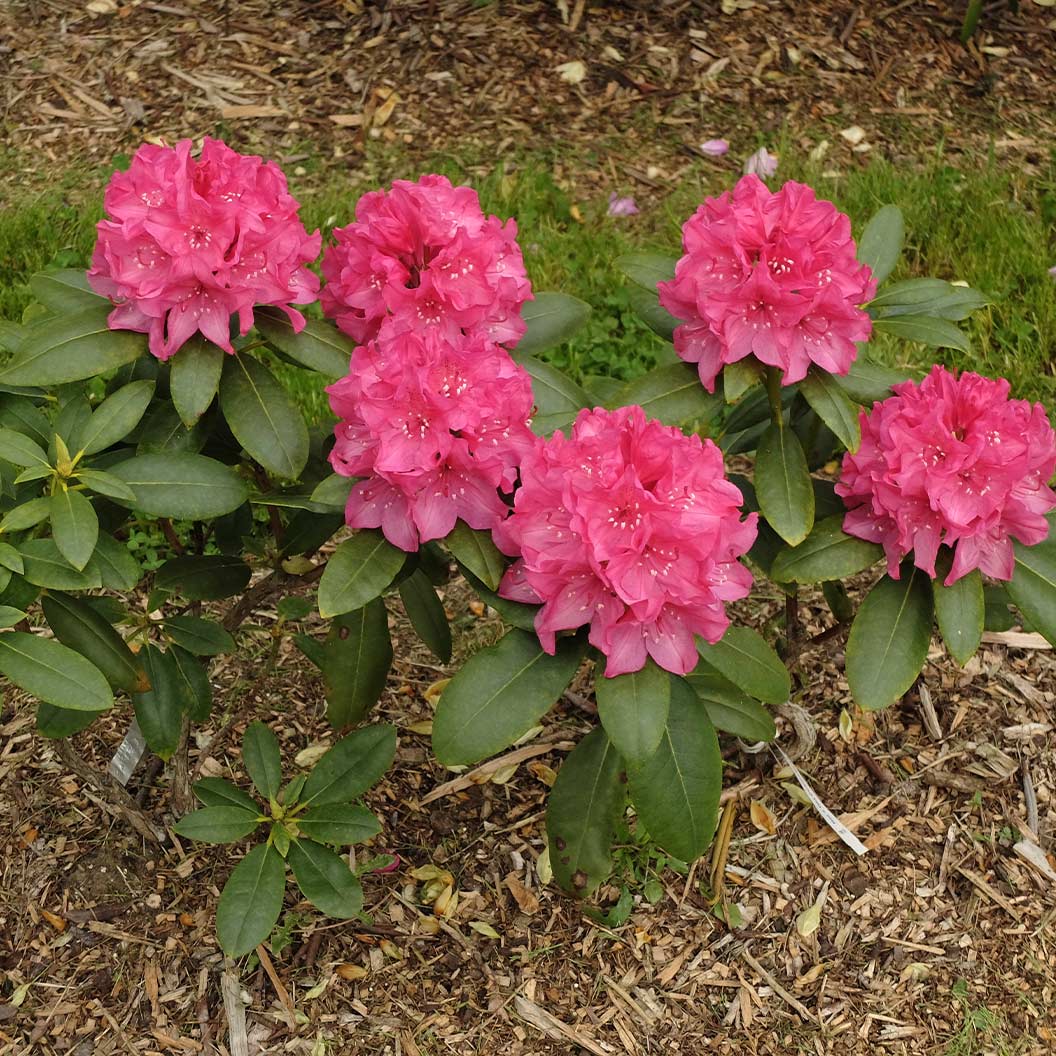Holden’s™ Fuchsia Rhododendron (Rhododendron 'Holdens Fuchsia') - 3 gallon 15"