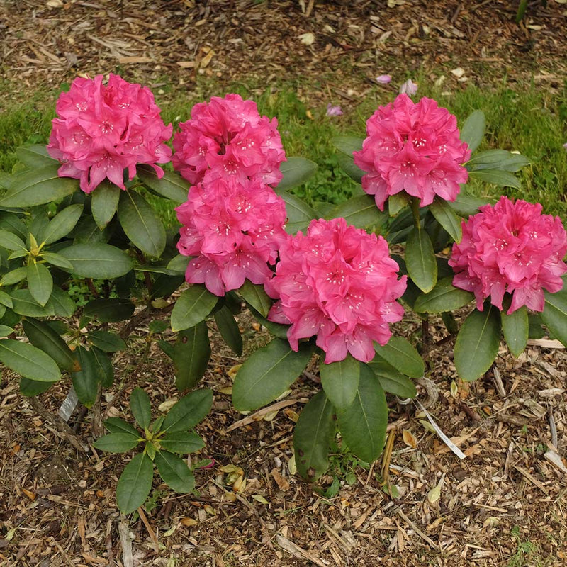 Holden’s™ Fuchsia Rhododendron (Rhododendron 'Holdens Fuchsia') - 3 gallon 15"