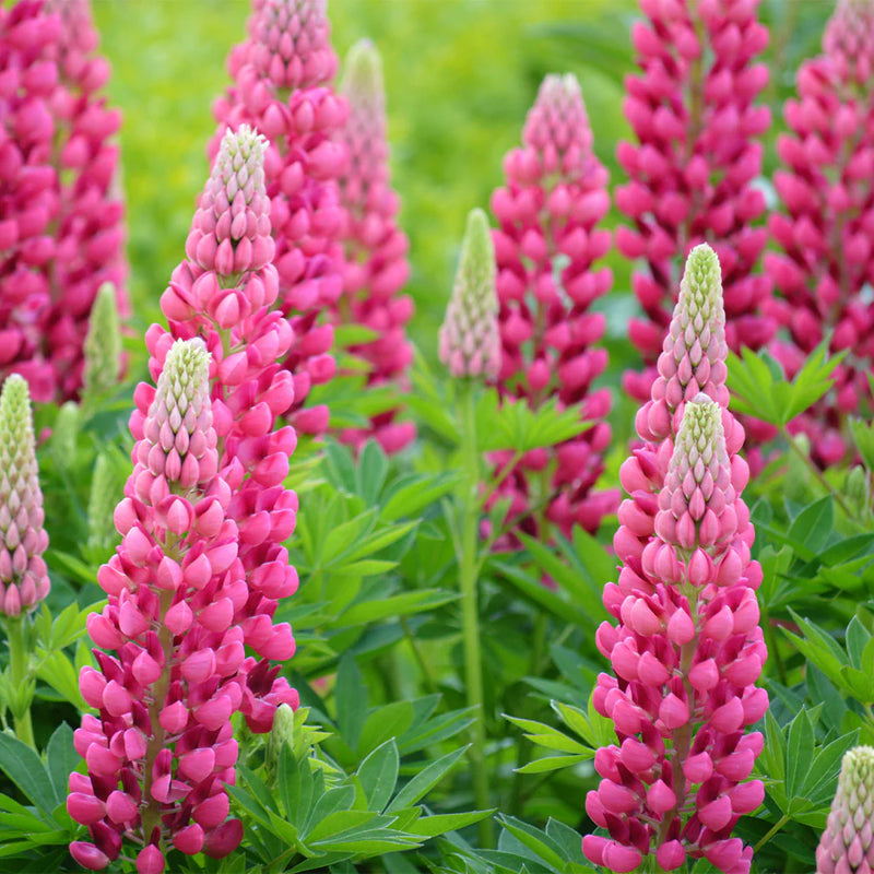 Gallery Pink Lupine (LUPINUS P. GALLERY PINK) - 3QT