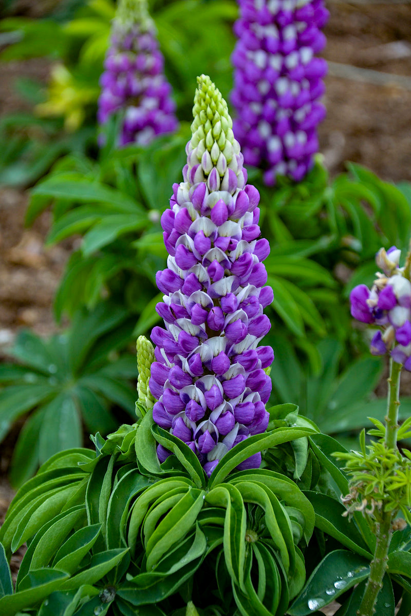 Gallery Blue Lupine (LUPINUS P. GALLERY BLUE) - 3QT