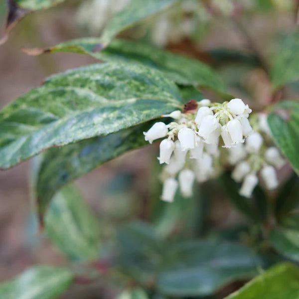 PAISLEY PUP® Leucothoe (Leucothoe fontanesiana 'SMNLFGRV') - QT