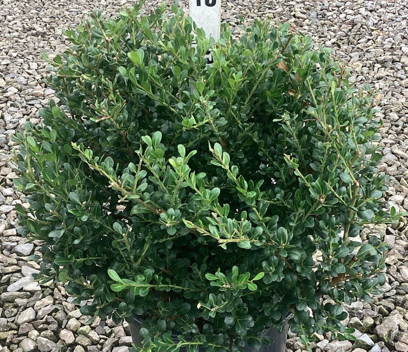 ILEX C. 'WILLOWAY'  G3 15"