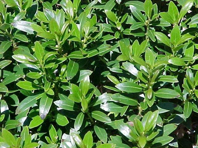 ILEX GLABRA 'SHAMROCK'  G2 12-15"