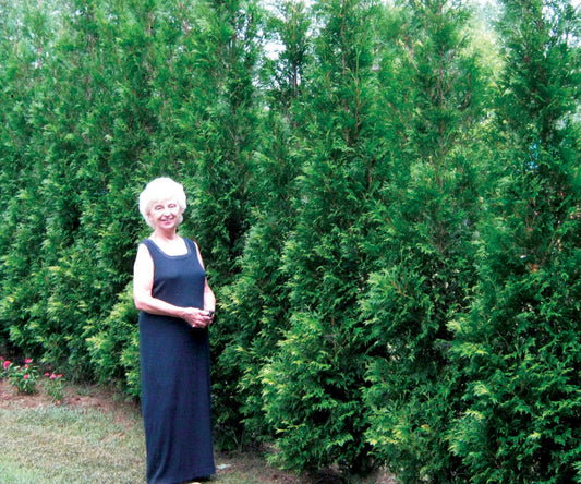 THUJA O. FULL SPD A HEDGE® AM. PILLAR G1