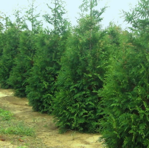 THUJA X. 'JUNIOR GIANT'  G3 24"