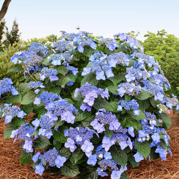 HYDRANGEA M. 'POP STAR'®  8"