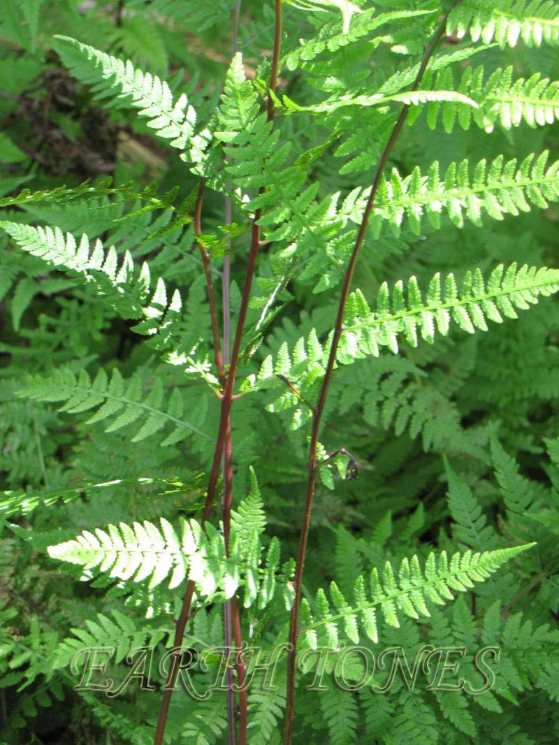 Lady In Red Lady Fern (FERN -LADY IN RED) - 1 gallon