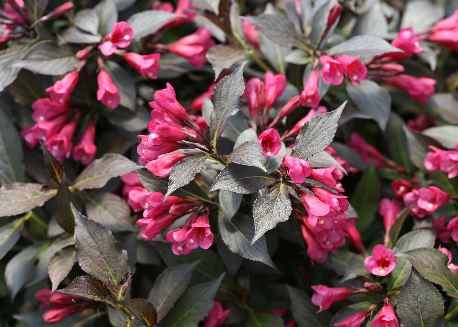 WEIGELA 'SPILLED WINE'®  G3 15" PW