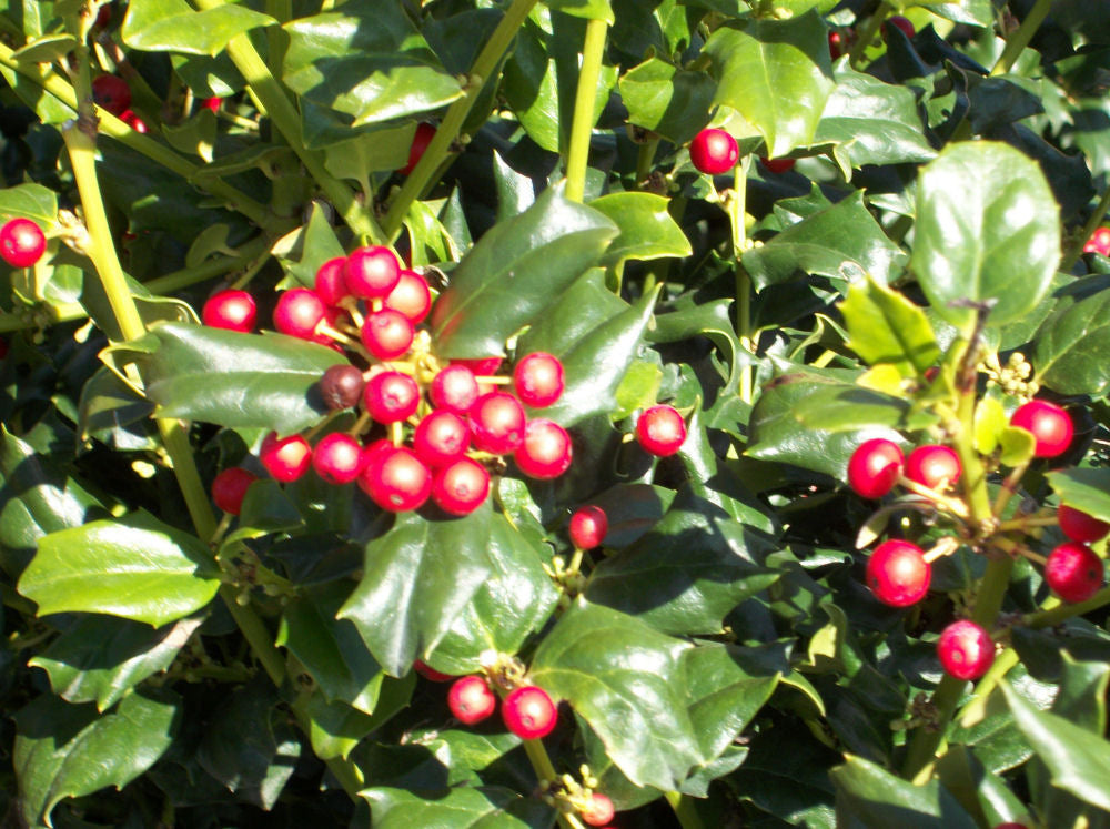 ILEX X MES. 'CHINA GIRL'  G3 15"