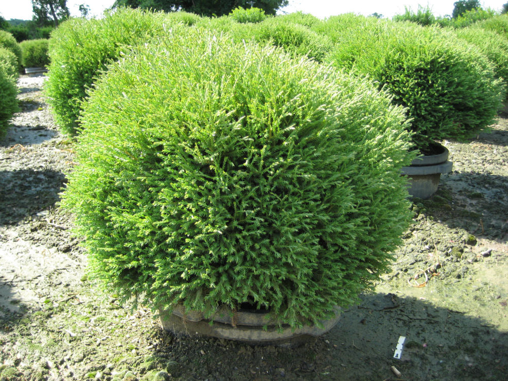 THUJA OCC. 'MR. BOWLING BALL'  G3 12-15"