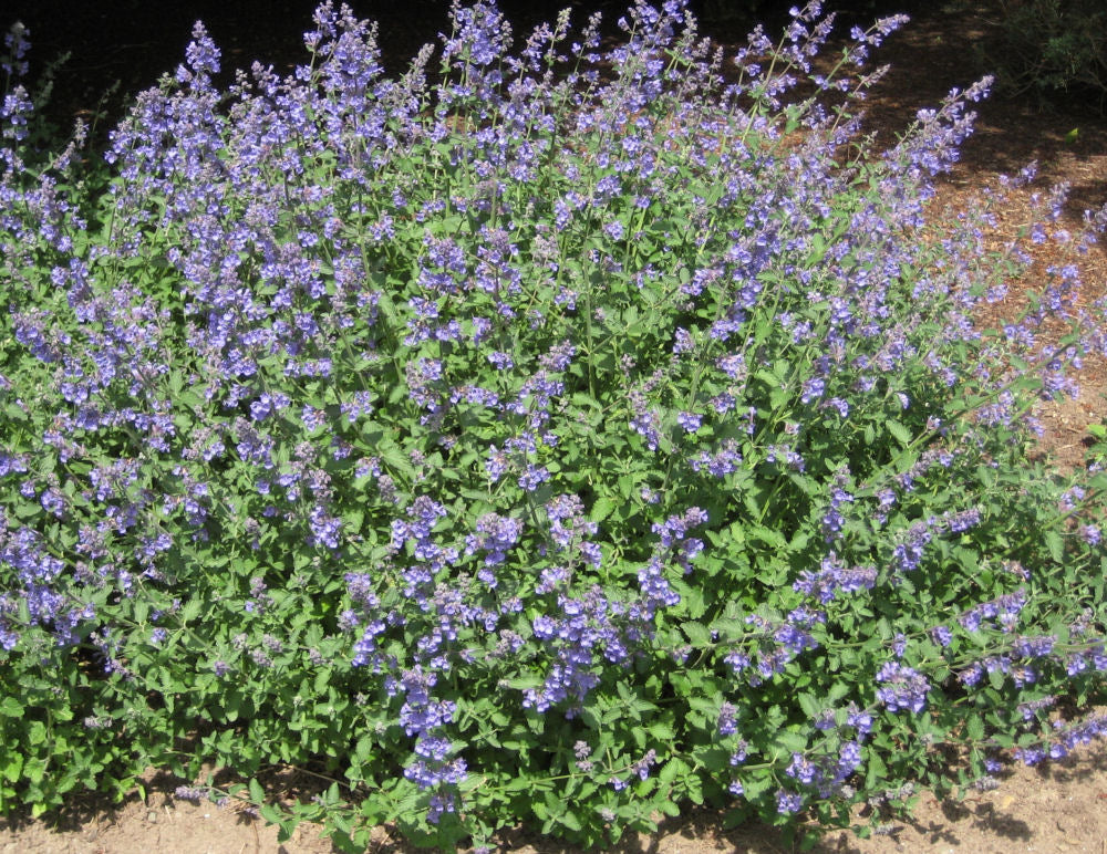 NEPETA X 'WALKER'S LOW'  19CM