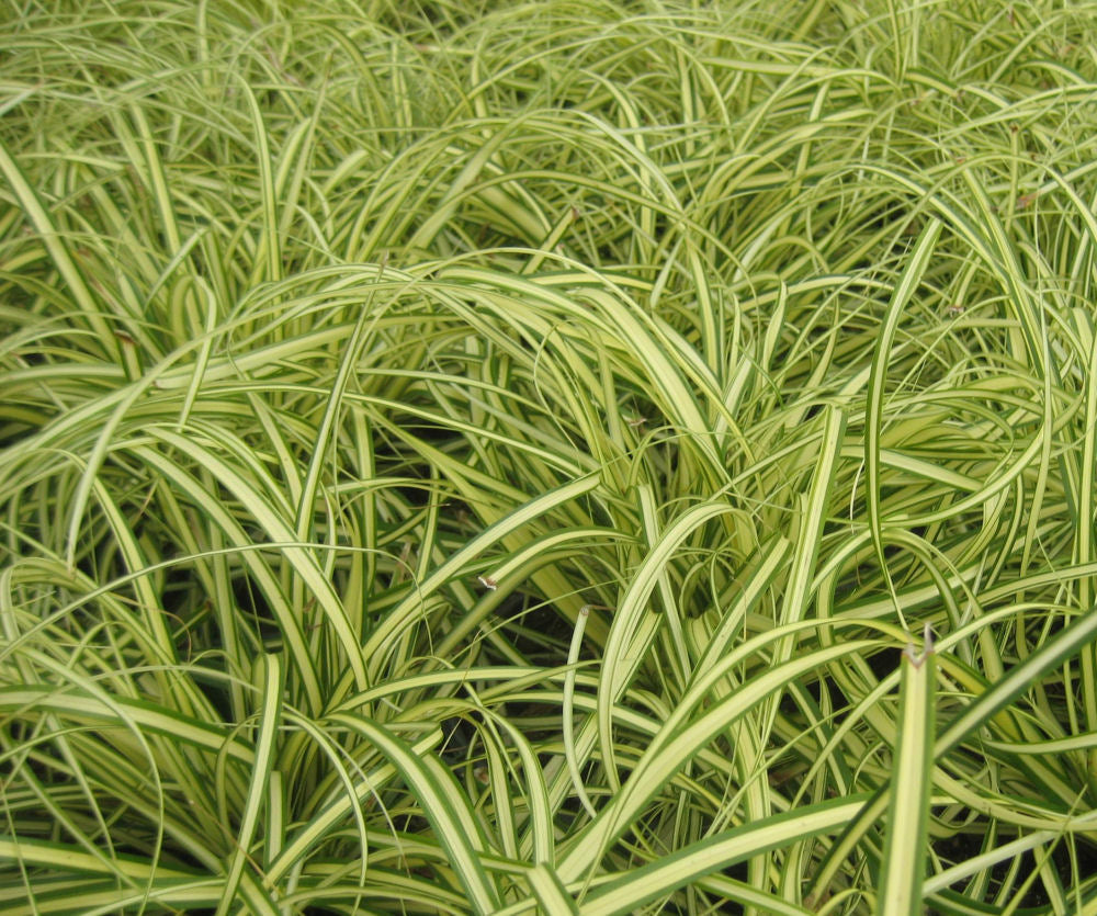 GRASS - CAREX 'EVERGOLD'  19CM