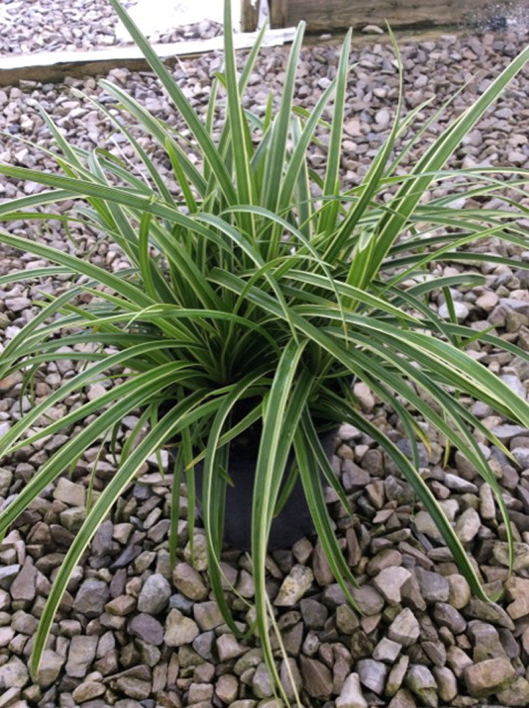 GRASS - CAREX 'ICE DANCE'  19CM