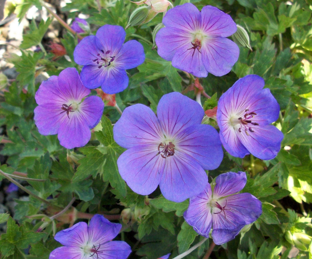 GERANIUM 'ROZANNE'  19CM