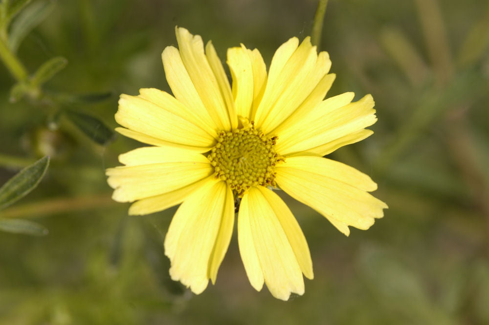 COREOPSIS VERT. 'CREME BRULEE'  19CM
