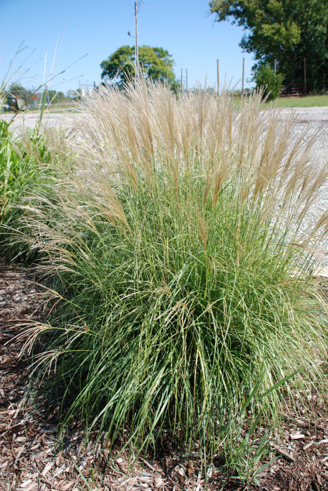 GRASS - M. S. 'ADAGIO'  G3