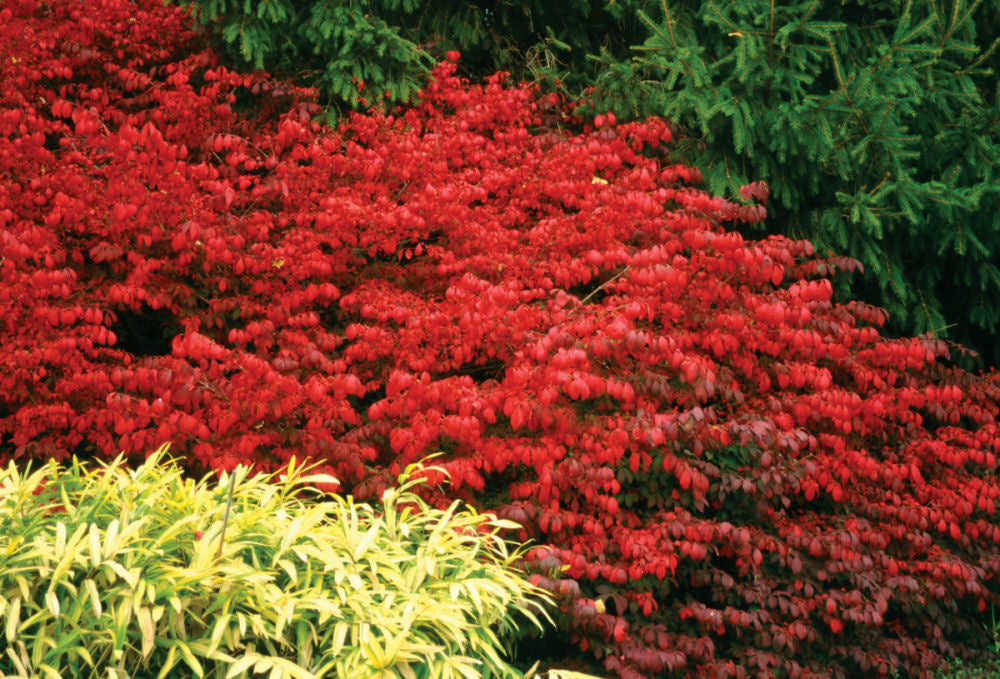 EUONYMUS ALATUS 'FIRE BALL'®  G2 15" PW