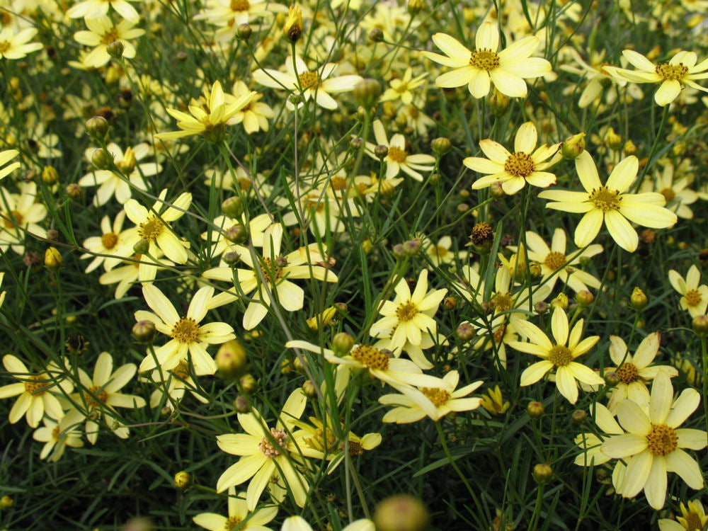 COREOPSIS VERT. 'MOONBEAM'  19CM